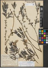 Foto von Salix repens subsp. rosmarinifolia (L.) Andersson